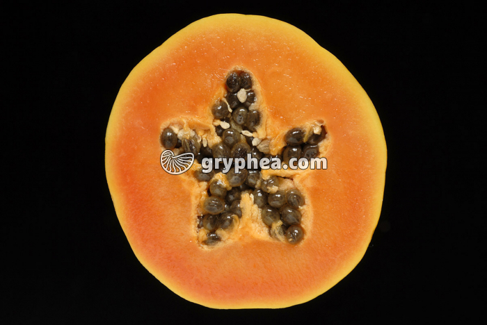 Papaye - fruit en CT - gryphea.com